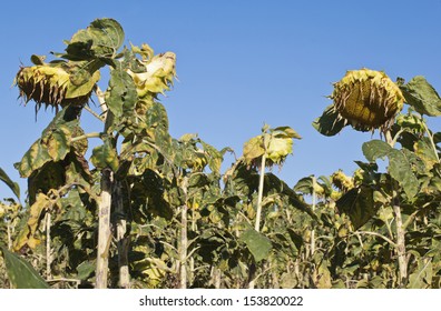 Wilting Sunflowers Against A Blue Sky