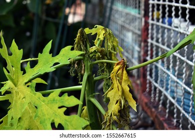 Wilting , yellowing an drying of papaya plant caused by poor drainage.