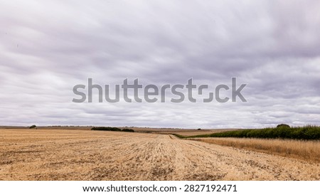Wiltshire in drought. Stubble fields devoid of any growth at all after weeks without rain. England.