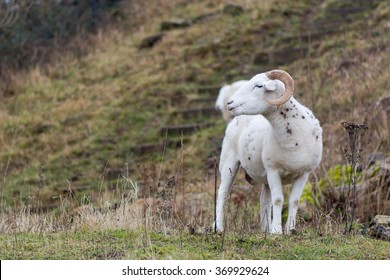 Wiltshire horn ram . A male Wiltshire horn sheep with burdock burrs in his fleece

