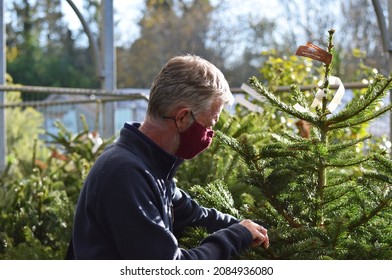 Wiltshire, UK. December 2 2021. A Man Wearing A Face Mask Shopping For A Real Christmas Tree As Face Masks Become Mandatory Again In Shops And Other Settings In The UK Due To The Covid Omicron Variant