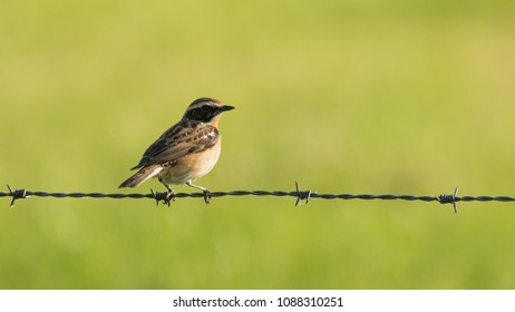 Winchat sitting on a wire in the fields