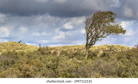 Wind battered tree in dunes of North Holland. Landscape scene in nature of Europe, the Netherlands.