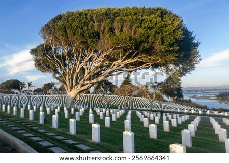 Wind Bent Giant Juniper Tree and Tombstone Pattern at Fort Rosecrans US National Federal Military Cemetery, Point Loma Peninsula San Diego California