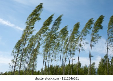 Wind Blowing Birch Trees