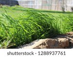 Wind Blowing Grass  