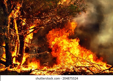 Wind Blowing On A Flaming Trees During A Forest Fire.