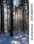 Wind blowing snow off the trees in Council Grounds State Park, Merrill, Wisconsin after a snow storm, vertical