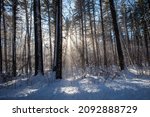 Wind blowing snow off the trees in Council Grounds State Park, Merrill, Wisconsin after a snow storm, horizontal