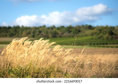 Wind Blowing Tall Green Grass Under Clouds