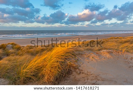 Wind blowing through dune grasses with blur motion in sand dunes of Ostend city (Oostende in Flemish) beach at sunset, North Sea, West Flanders, Belgium.