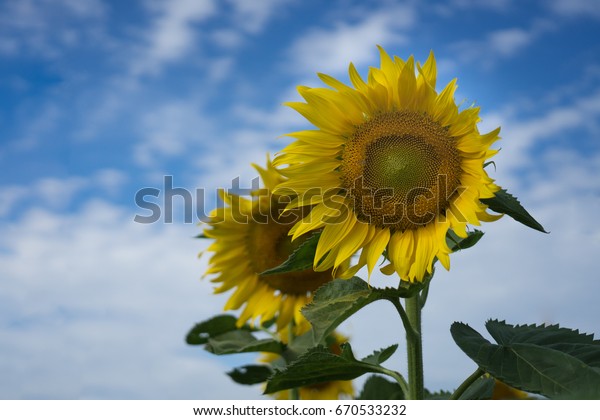 Wind Blowing Through Pretty Yellow Sunflowers Stock Photo 670533232 ...