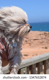 Wind Blown Dog At Beach