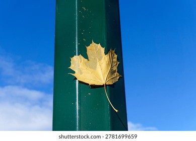  A wind blown maple leaf stuck to a green lamp post in the fall                                             