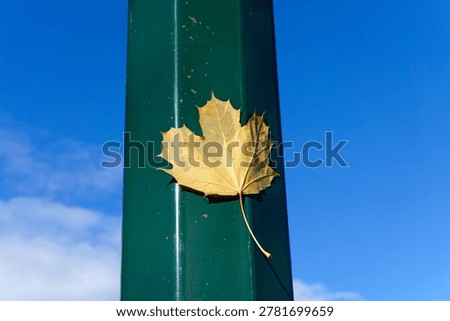  A wind blown maple leaf stuck to a green lamp post in the fall                                             