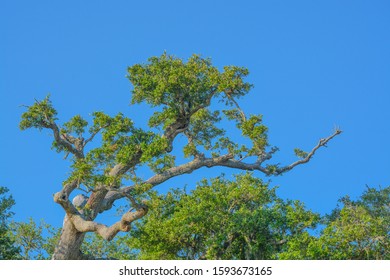 A Wind Blown Oak Tree On The Mississippi Gulf Coast. Biloxi, Harrison County, Mississippi USA