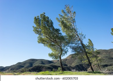 Wind blown pine trees lean on a hill top in southern California.