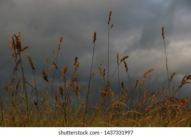 Wind blown rural fields and storm clouds in summer