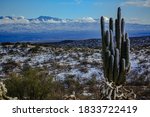 Wind blown snow coats the windward side of a saguaro over looking the San Pedro River Valley.