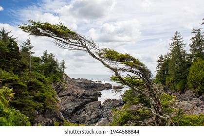 A wind blown tree at the edge of a rainforest on the rocky West coast of Vancouver Island near Tofino British Columbia Canada.