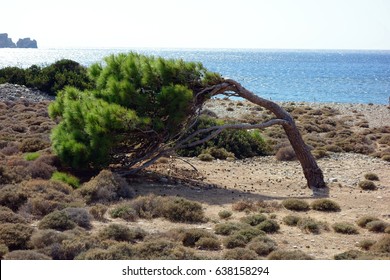 Wind blown tree seen between Sfinari and Chryssoskalitissa, E4 European long distance hiking path, Crete, Greece
