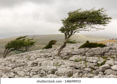 Wind blown tree, Twistleton Scar in the Yorkshire Dales