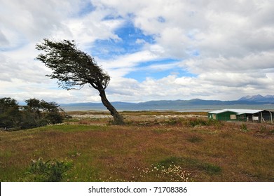 Wind blown tree in Ushuaia