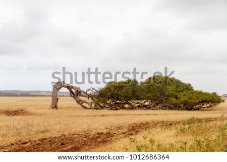 Wind blown Tree, Western Australia