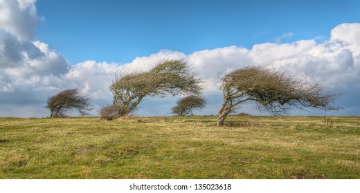 Wind Blown Trees In England