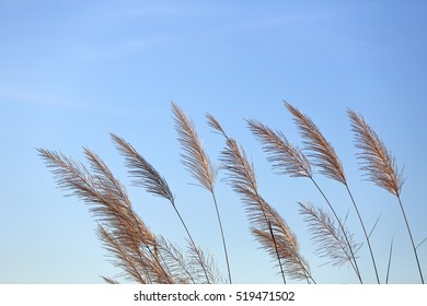 2,479 Wind blown flowers Images, Stock Photos & Vectors | Shutterstock