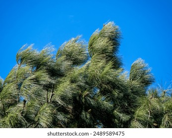 Wind Blown Young Pine Branches