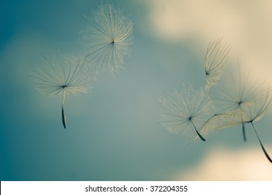 wind blows dandelion seeds in the blue sky, soft focus - Shutterstock ID 372204355