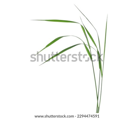 Wind blows fresh green grass in spring isolated on white, clipping