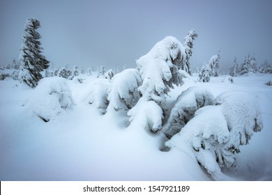 Wind blows on snowy young fir trees growing on a hillside among snow in winter. The concept of harsh northern nature and the beauty of winter. Copyspace