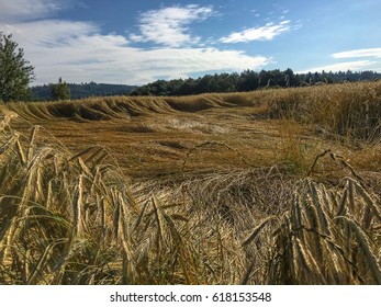 Wind Damage, Storm Damage, Crop Damage Of The Organic Spelled Field