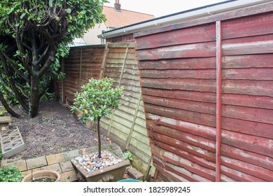 Wind Damaged Garden Fence Panels. Broken Lap Wood Panel Blown Over By High Winds. Storm Damage To Old Rotten Fence Posts.