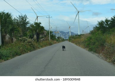 The Wind Energy In The South Of Mexico And The Dog On The Road