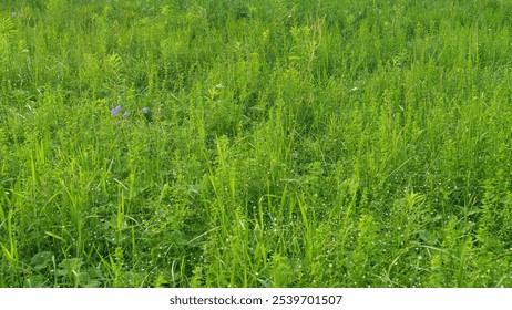 Wind Gently Sways Grass Stalks. Field In Summer With Tall Grass. Spring Morning In Nature. Tranquil Field. Summer On Lawn. Gimbal shot. - Powered by Shutterstock