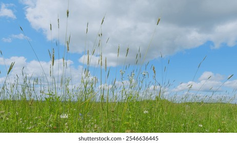 Wind Gently Sways Grass Stalks. Field In Summer With Tall Grass. Spring Morning In Nature. Tranquil Field. Summer On Lawn. Wide shot. - Powered by Shutterstock