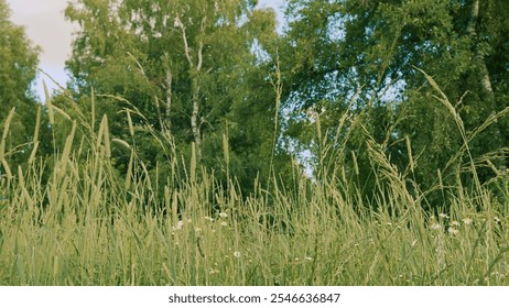 Wind Gently Sways Grass Stalks. Field In Summer With Tall Grass. Spring Morning In Nature. Tranquil Field. Summer On Lawn. Slow motion. - Powered by Shutterstock