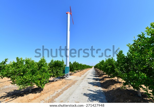 A wind machine stands guard\
against killing frosts in this Central California orange\
grove.