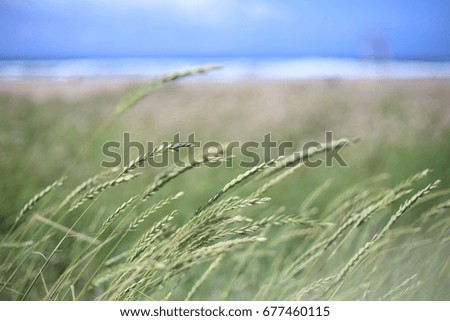 Similar – Image, Stock Photo marram grass Marram grass