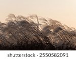 wind power generator and swaying reeds in the wind during sunset