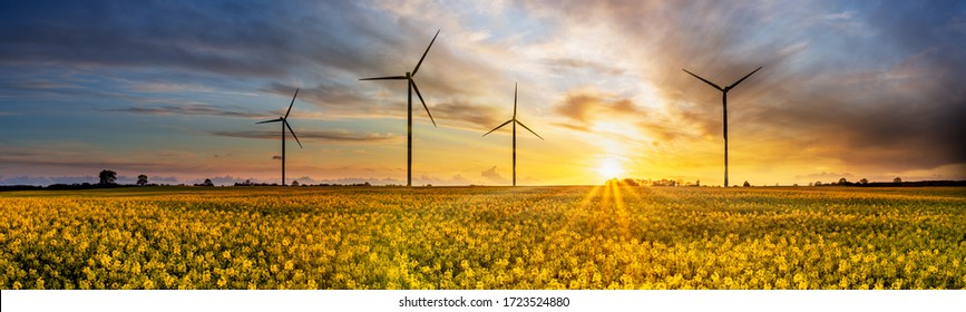 Wind Power Plants On Yellow Rape Field At Sunset