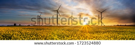 Wind power plants on yellow rape field at sunset
