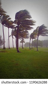 Wind And Rain Lash The Tropical Coast As A Hurricane (cyclone) Approaches - Palm Trees Bending In The Storm 