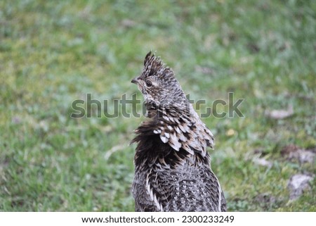 Wind ruffling the feathers on the neck of a ruffed grouse