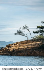 Wind shaped pine trees on rocky coastline at Pointe de Bon Renaud on Ile de Porquerolles with Mediterranean sea and distant mountains under soft winter light
