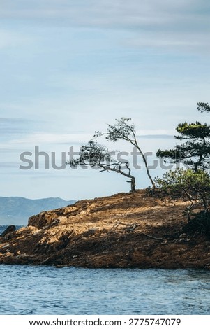 Wind shaped pine trees on rocky coastline at Pointe de Bon Renaud on Ile de Porquerolles with Mediterranean sea and distant mountains under soft winter light