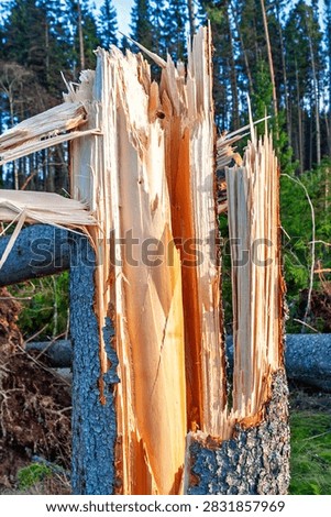 Wind Snapped tree by the force of nature